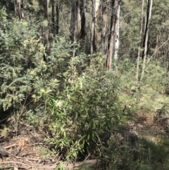 Bedfordia arborescens at Paddys River, ACT - 9 Oct 2021 01:38 PM