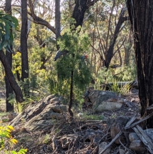 Callocephalon fimbriatum at Currawang, NSW - suppressed