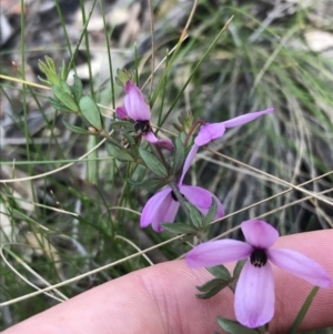 Tetratheca bauerifolia at Paddys River, ACT - 9 Oct 2021 01:42 PM