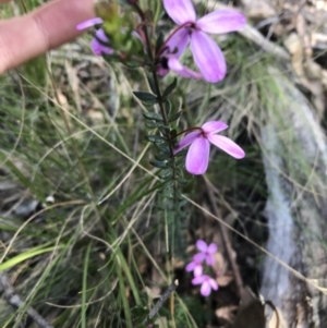 Tetratheca bauerifolia at Paddys River, ACT - 9 Oct 2021 01:42 PM