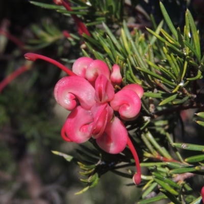 Grevillea rosmarinifolia subsp. rosmarinifolia (Rosemary Grevillea) at Tuggeranong Hill - 22 Sep 2021 by michaelb