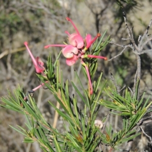 Grevillea rosmarinifolia subsp. rosmarinifolia at Theodore, ACT - 22 Sep 2021 03:04 PM