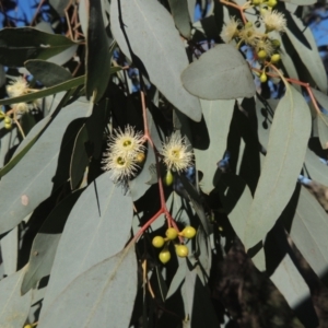 Eucalyptus polyanthemos at Theodore, ACT - 22 Sep 2021 04:00 PM