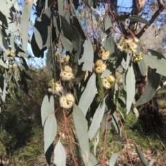 Eucalyptus polyanthemos at Theodore, ACT - 22 Sep 2021 04:00 PM