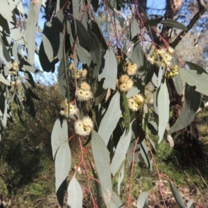 Eucalyptus polyanthemos at Theodore, ACT - 22 Sep 2021 04:00 PM