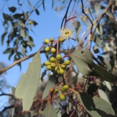 Eucalyptus polyanthemos at Theodore, ACT - 22 Sep 2021 04:00 PM