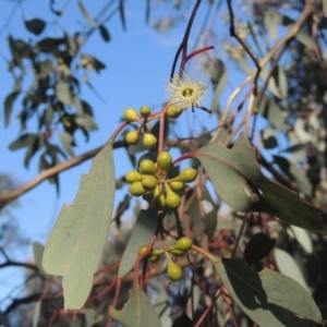 Eucalyptus polyanthemos at Theodore, ACT - 22 Sep 2021 04:00 PM