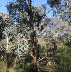 Eucalyptus polyanthemos at Theodore, ACT - 22 Sep 2021 04:00 PM