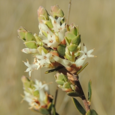 Brachyloma daphnoides (Daphne Heath) at Theodore, ACT - 22 Sep 2021 by michaelb
