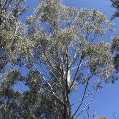 Eucalyptus sp. (A Gum Tree) at Paddys River, ACT - 9 Oct 2021 by Tapirlord