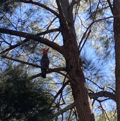 Callocephalon fimbriatum (Gang-gang Cockatoo) at Mawson, ACT - 6 Sep 2021 by torihobbs