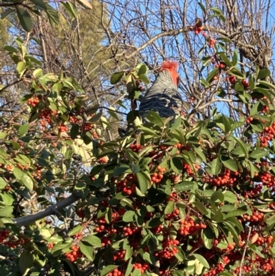 Callocephalon fimbriatum (Gang-gang Cockatoo) at Mawson, ACT - 22 Aug 2021 by torihobbs