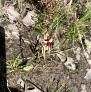 Caladenia parva at Carwoola, NSW - suppressed