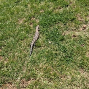 Tiliqua scincoides scincoides at Hackett, ACT - 18 Oct 2021