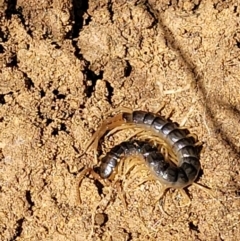 Ethmostigmus rubripes (Giant centipede) at Lower Molonglo - 18 Oct 2021 by tpreston