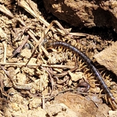 Ethmostigmus rubripes at Stromlo, ACT - 18 Oct 2021 11:59 AM