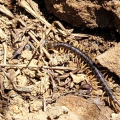 Ethmostigmus rubripes at Stromlo, ACT - 18 Oct 2021