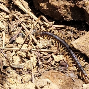 Ethmostigmus rubripes at Stromlo, ACT - 18 Oct 2021 11:59 AM