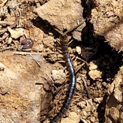 Ethmostigmus rubripes at Stromlo, ACT - 18 Oct 2021 11:59 AM