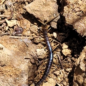 Ethmostigmus rubripes at Stromlo, ACT - 18 Oct 2021 11:59 AM