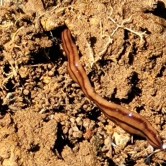 Anzoplana trilineata (A Flatworm) at Molonglo River Reserve - 18 Oct 2021 by tpreston