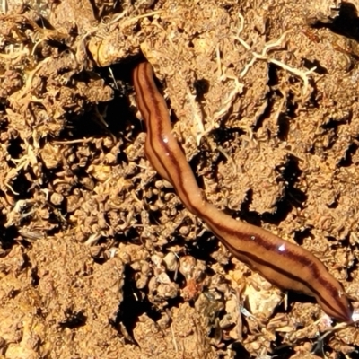 Anzoplana trilineata (A Flatworm) at Stromlo, ACT - 18 Oct 2021 by tpreston