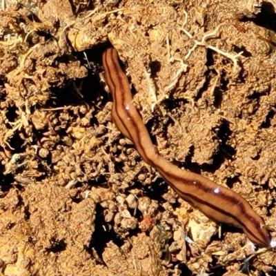 Anzoplana trilineata (A Flatworm) at Stromlo, ACT - 18 Oct 2021 by trevorpreston