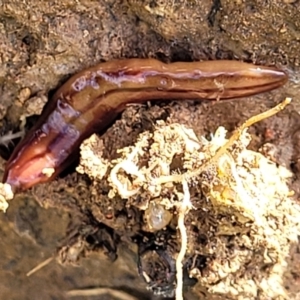 Anzoplana trilineata at Stromlo, ACT - 18 Oct 2021