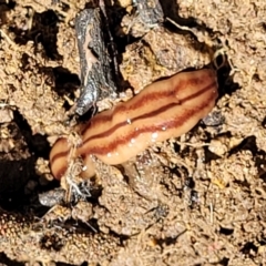 Anzoplana trilineata at Stromlo, ACT - 18 Oct 2021