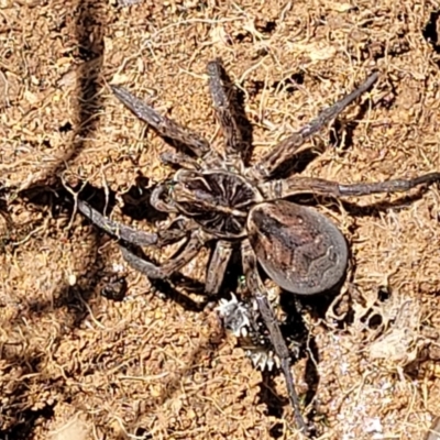 Tasmanicosa sp. (genus) (Unidentified Tasmanicosa wolf spider) at Lower Molonglo - 18 Oct 2021 by tpreston