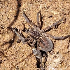 Tasmanicosa sp. (genus) at Stromlo, ACT - 18 Oct 2021 11:17 AM