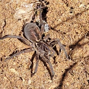 Tasmanicosa sp. (genus) at Stromlo, ACT - 18 Oct 2021 11:17 AM