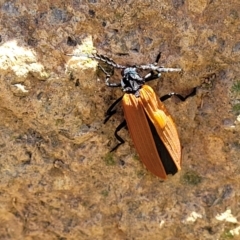 Porrostoma sp. (genus) at Stromlo, ACT - 18 Oct 2021 11:20 AM