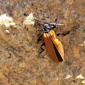 Porrostoma sp. (genus) at Stromlo, ACT - 18 Oct 2021 11:20 AM