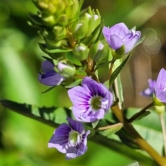 Veronica anagallis-aquatica (Blue Water Speedwell) at Lower Molonglo - 18 Oct 2021 by tpreston