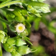 Erigeron sp. (Fleabanes) at Molonglo River Reserve - 18 Oct 2021 by tpreston