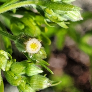 Erigeron sp. at Stromlo, ACT - 18 Oct 2021