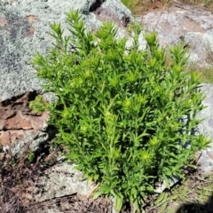 Erigeron sp. at Stromlo, ACT - 18 Oct 2021