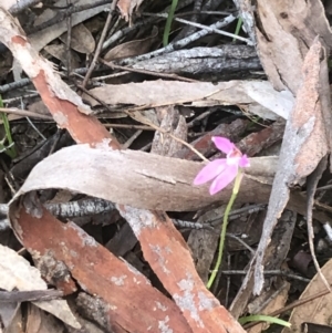 Caladenia carnea at Crace, ACT - 18 Oct 2021