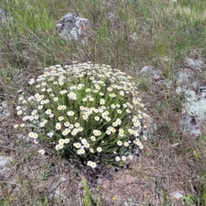 Rhodanthe anthemoides at Stromlo, ACT - 18 Oct 2021