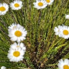 Rhodanthe anthemoides at Stromlo, ACT - 18 Oct 2021