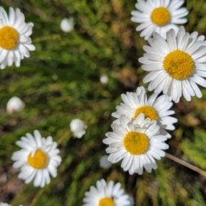 Rhodanthe anthemoides at Stromlo, ACT - 18 Oct 2021