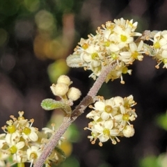 Pomaderris angustifolia (Pomaderris) at Stromlo, ACT - 18 Oct 2021 by tpreston