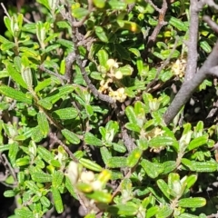 Pomaderris angustifolia at Stromlo, ACT - 18 Oct 2021