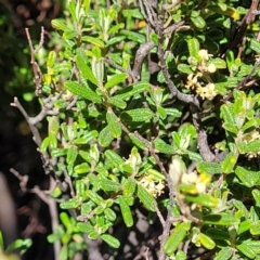 Pomaderris angustifolia at Stromlo, ACT - 18 Oct 2021 11:33 AM