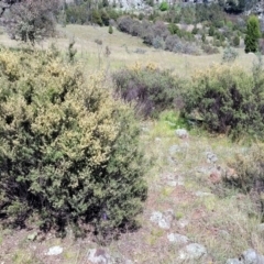 Pomaderris angustifolia at Stromlo, ACT - 18 Oct 2021