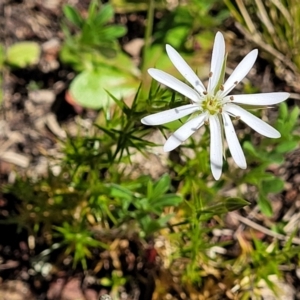 Stellaria pungens at Stromlo, ACT - 18 Oct 2021 11:34 AM