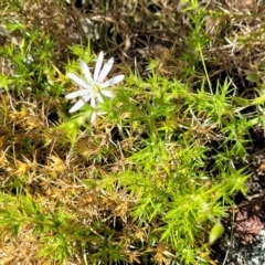 Stellaria pungens at Stromlo, ACT - 18 Oct 2021