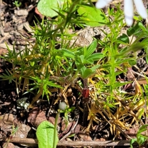 Stellaria pungens at Stromlo, ACT - 18 Oct 2021