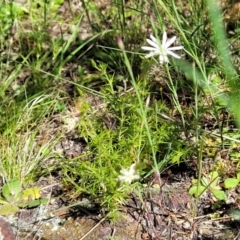 Stellaria pungens at Stromlo, ACT - 18 Oct 2021